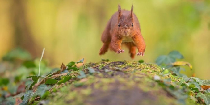 Ecureuil roux en train de courir vers l'objectif